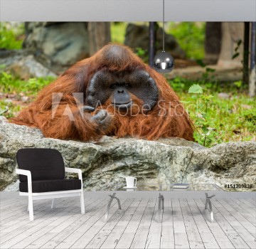 Picture of Male Orangutan has been confined in the zoo for many years showing the boring face